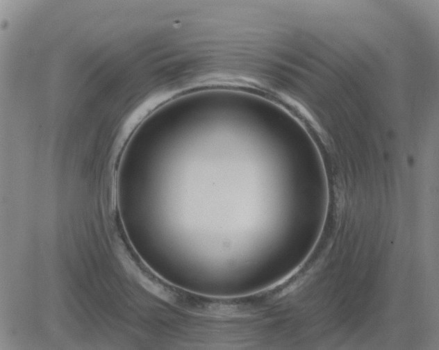 X0000083531371200702161901