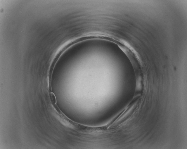 X0000083531372200702161901