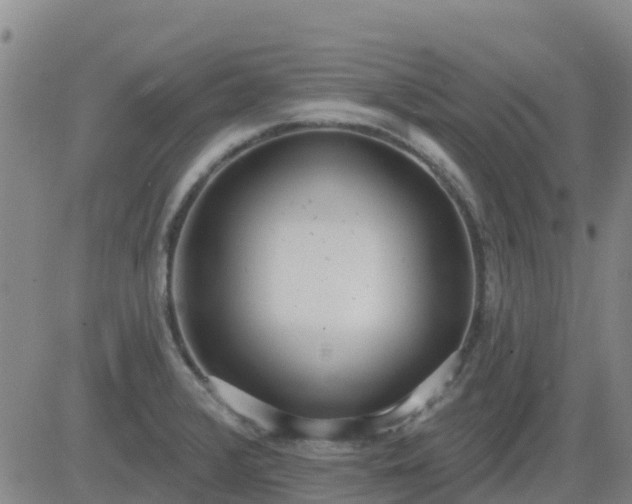 X0000083531376200702161901