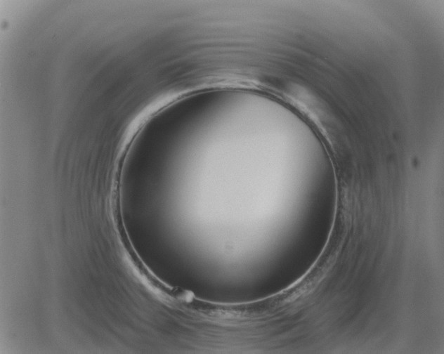 X0000083531379200702161901