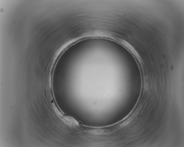 X0000083531388200702161901