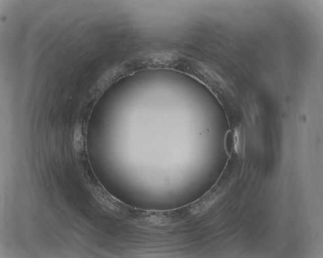 X0000083531395200702161900