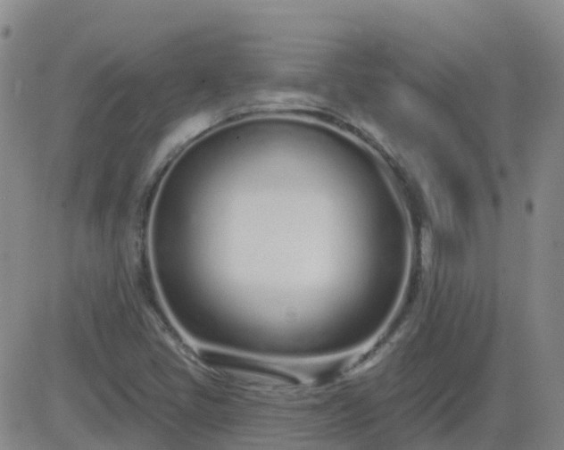 X0000083531405200702161900