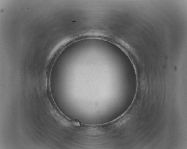 X0000083531408200702161901