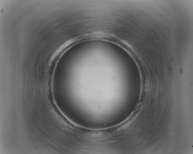 X0000083531410200702161901