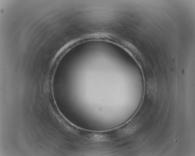 X0000083531412200702161901