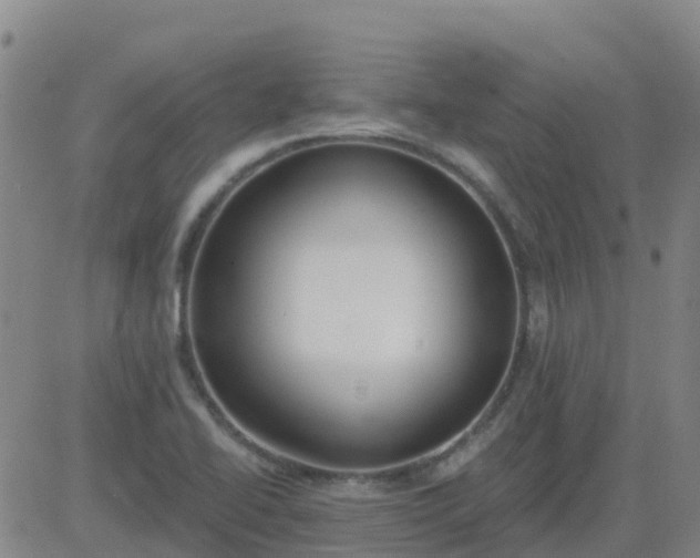 X0000083531414200702161901