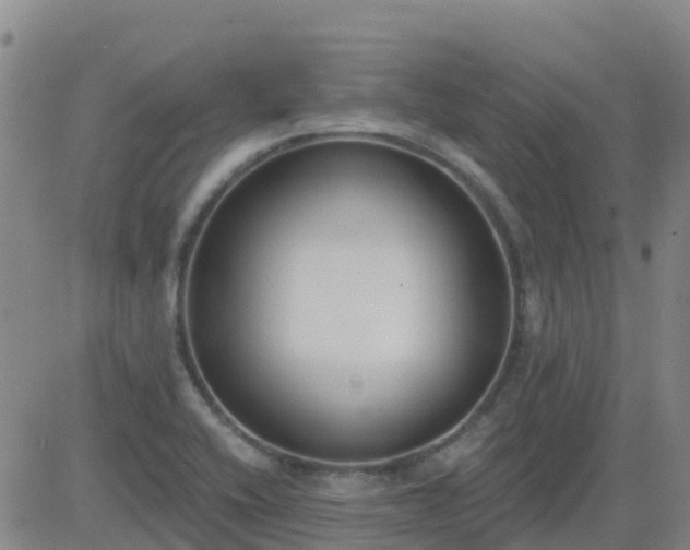 X0000083531416200702161901