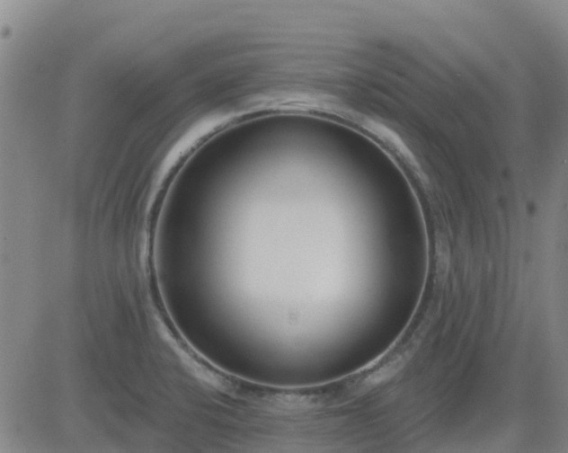 X0000083531424200702161901