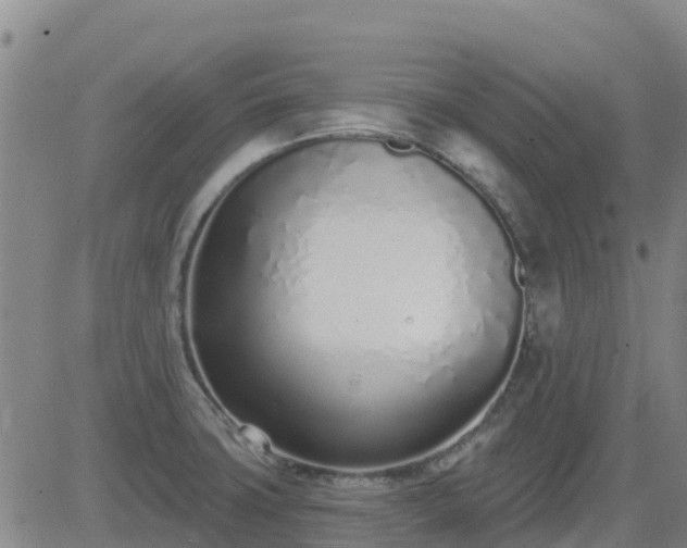 X0000083531427200702161901