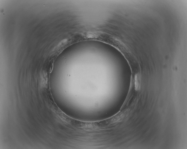 X0000083531443200702161900