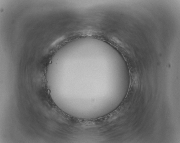 X0000083531446200702161900