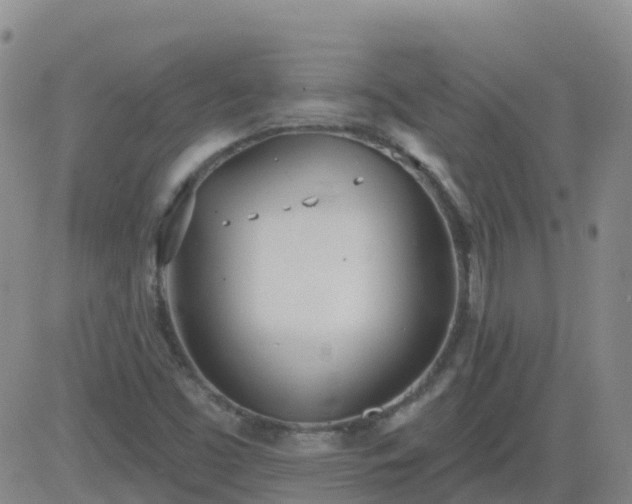 X0000083531453200702161900