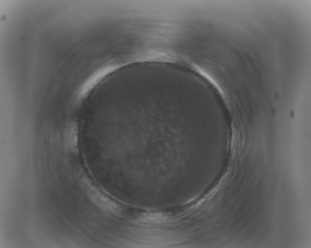 X0000083531455200702161900