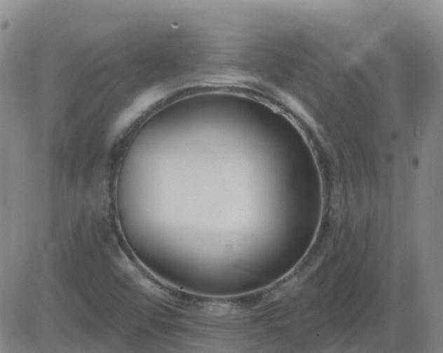 X0000083531456200702161900