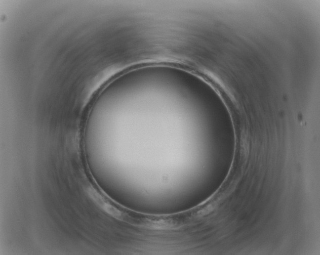 X0000083531460200702161900