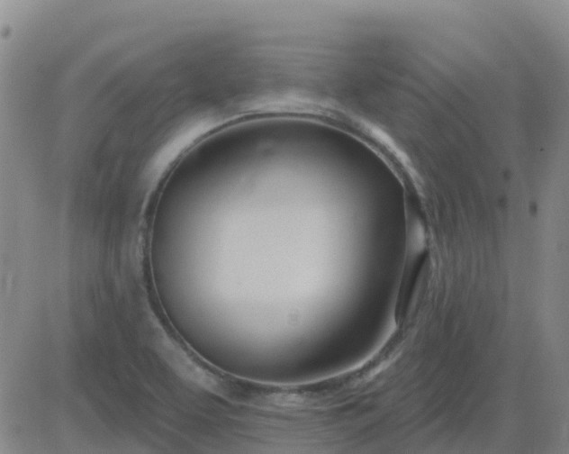 X0000083531463200702161900