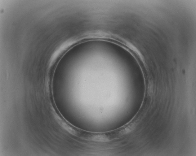 X0000083531464200702161900