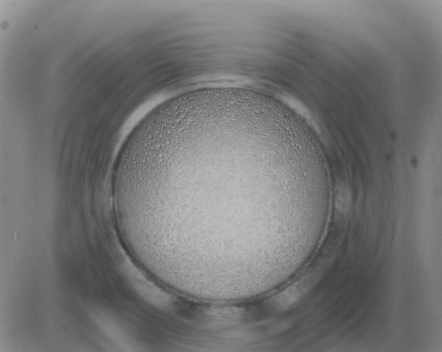 X0000083531466200702161900