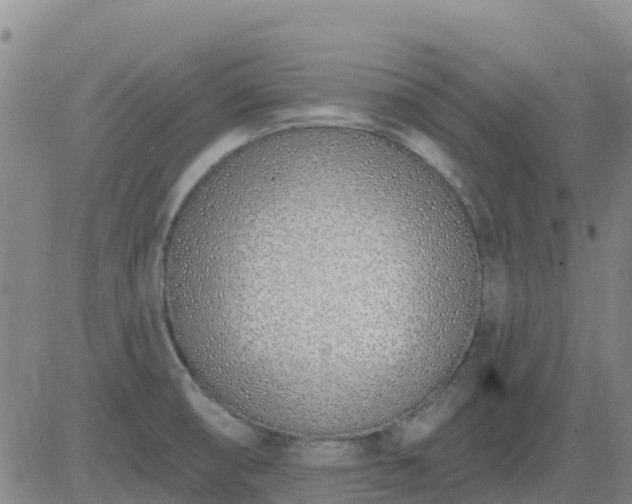 X0000083531474200702161900