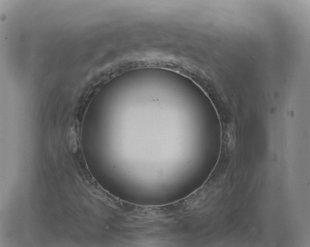 X0000083531493200702161859