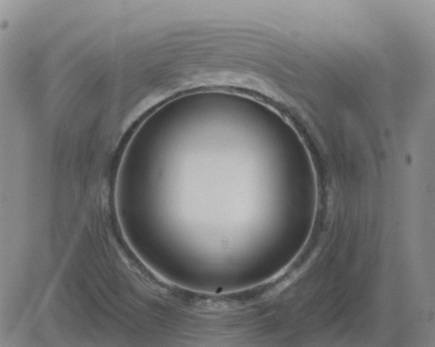 X0000083531505200702161859