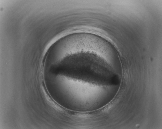 X0000083531522200702161859