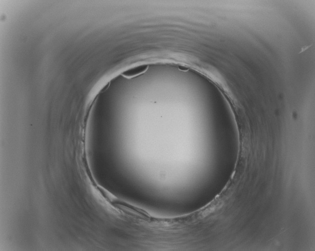 X0000083531524200702161859