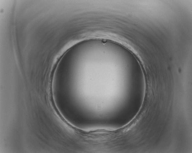 X0000083531525200702161859