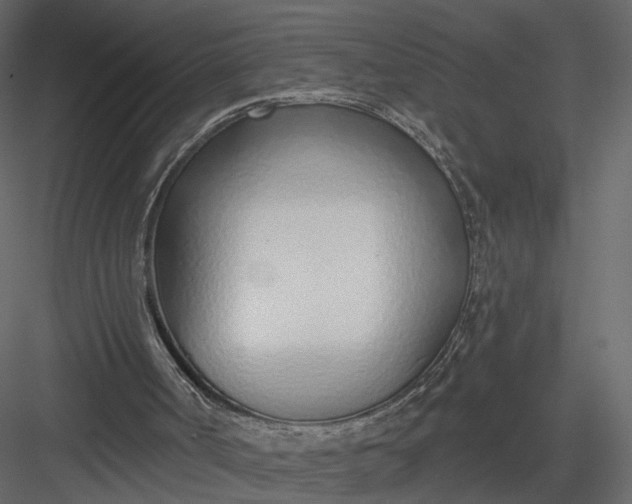 X0000083530002200702240030