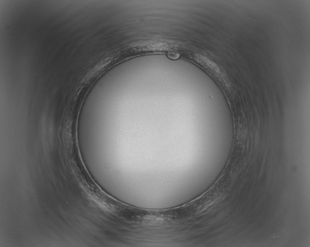 X0000083530394200702240024