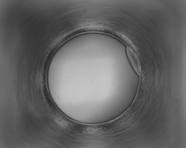 X0000083530487200702240022