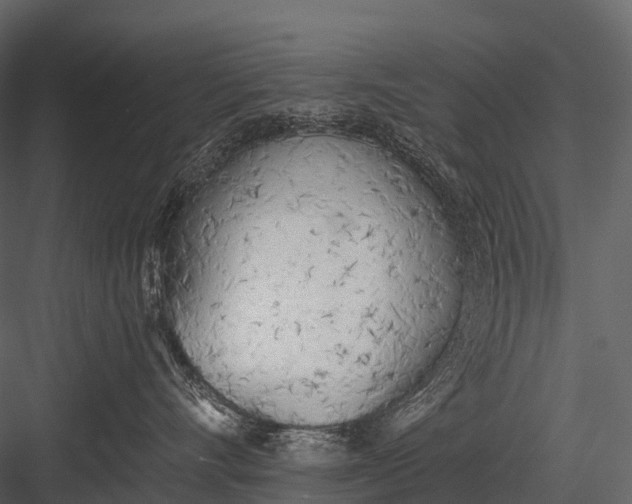 X0000083530528200702240021