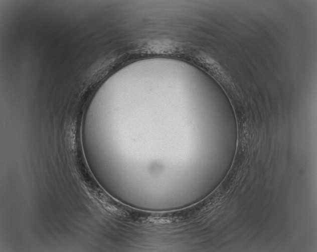 X0000083530640200702240019