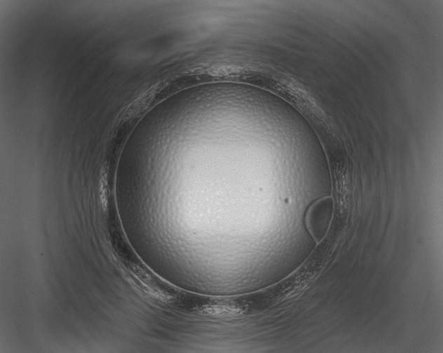 X0000083530644200702240019