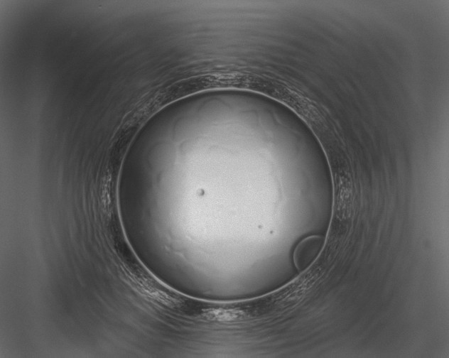 X0000083530654200702240019