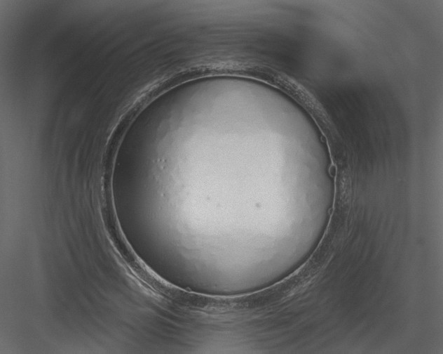 X0000083530725200702240017