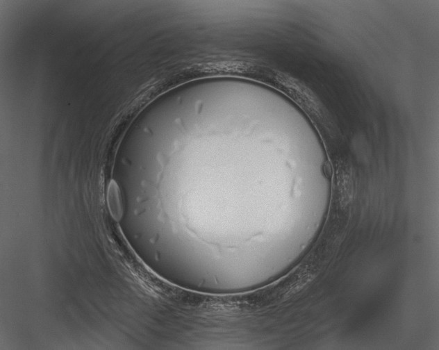 X0000083530729200702240017