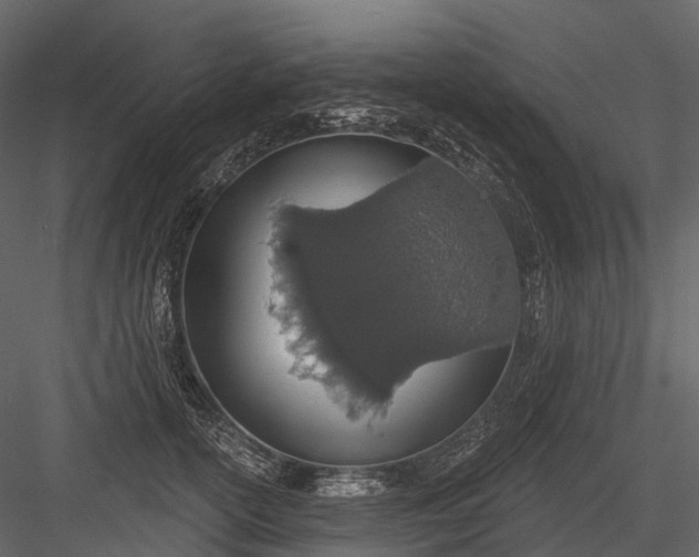 X0000083530754200702240018