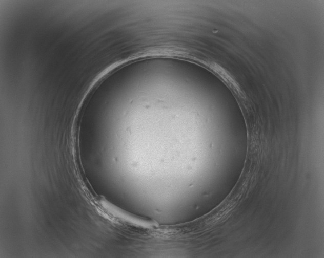 X0000083530854200702240016