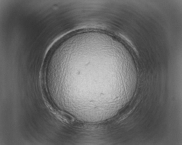 X0000083530928200702240014