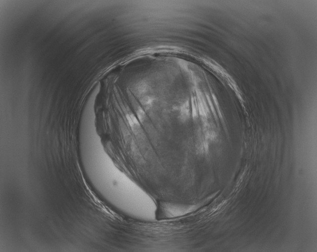 X0000083530945200702240014