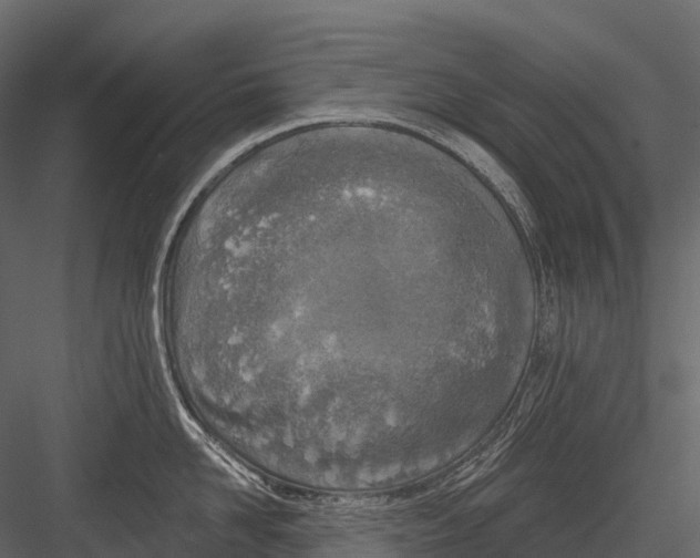 X0000083530958200702240015