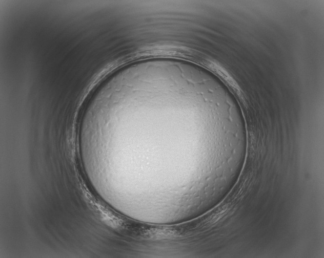 X0000083530994200702240013