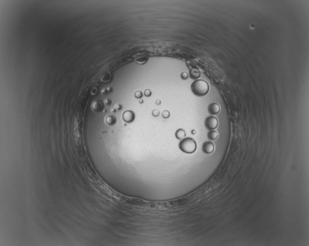 X0000083531106200702240011