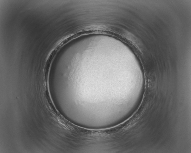 X0000083531117200702240011