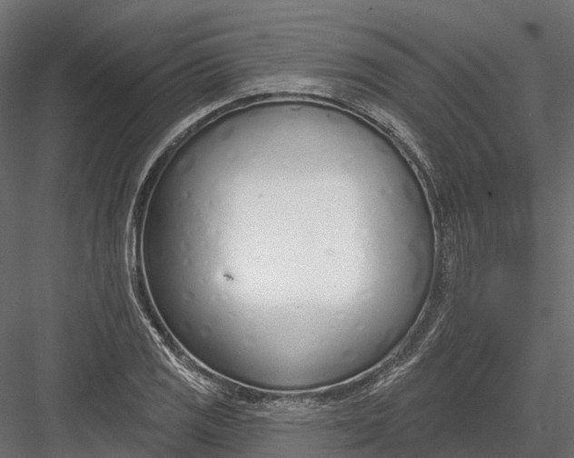 X0000083531125200702240011