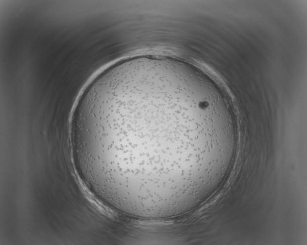 X0000083531200200702240010