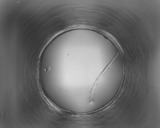 X0000083531244200702240010