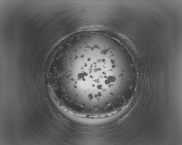 X0000083531457200702240005